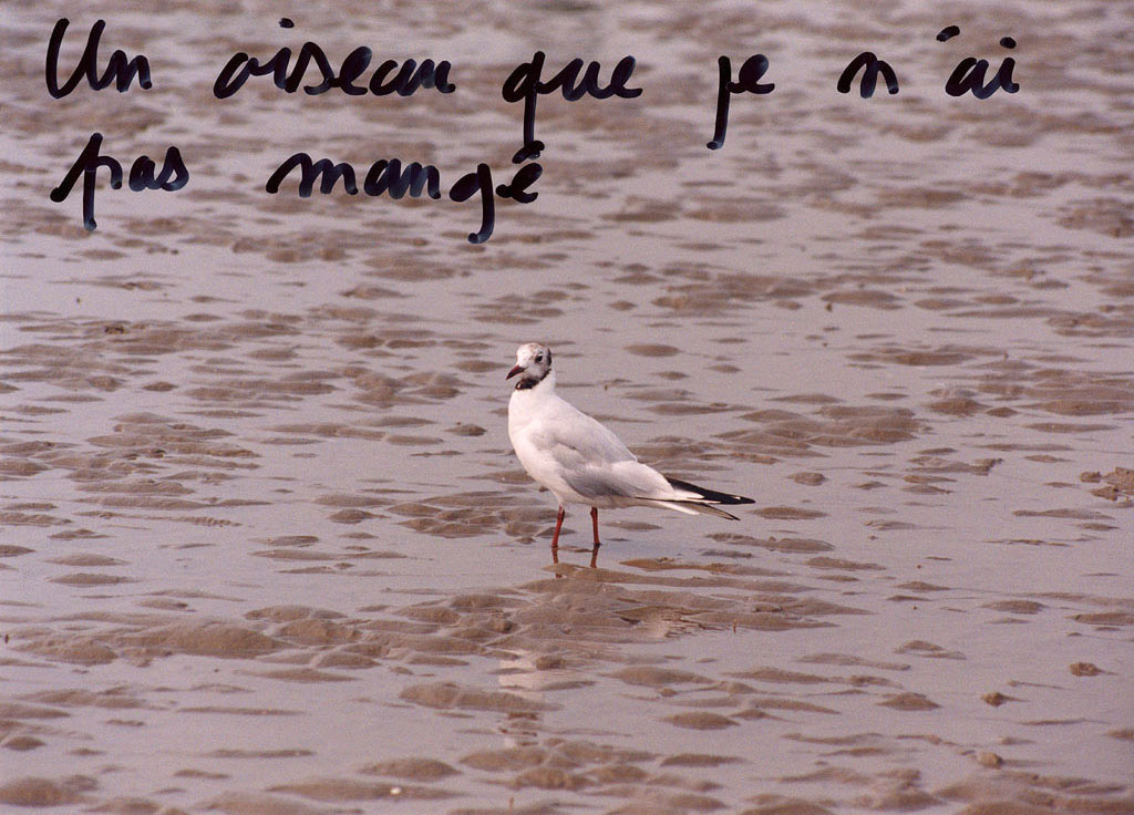 Claude Closky, ‘Un oiseau que je n’ai pas mangé [A bird I haven’t eaten]’, 1995, c-print, permanent felt pen, 15,2 x 22,5 cm.